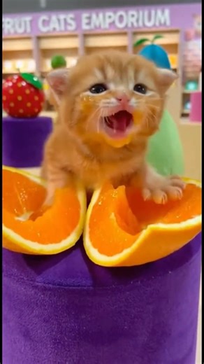 This Fruit Store's Secret? It's Full Of Baby Kittens #wholesome #cute