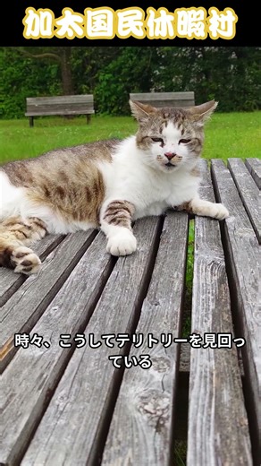 The daily life of TOM, the cat mayor of Kada National Vacation Village #shorts