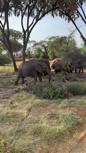 Giant Elephants Roaming Freely in Amboseli National Park | African Safari Experience 🐘 #Elephants