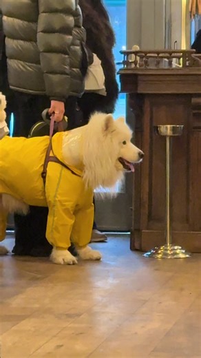 Dogs in raincoats 😍😍 #dogs #cute #fyp #germany