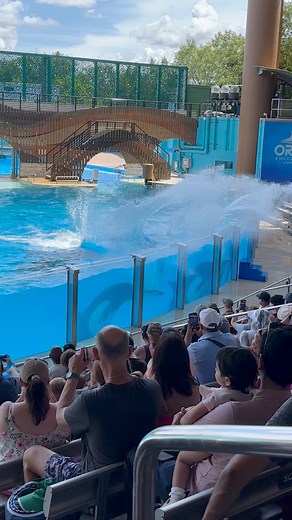 Orca #orcas #animals | Bucky