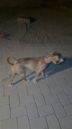 Go get em Colby Jack Cheddar Cheese #dog #howl #police #shorts