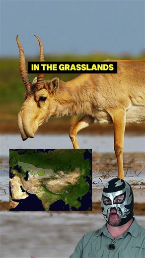 The Antelope With a Vacuum Cleaner Nose