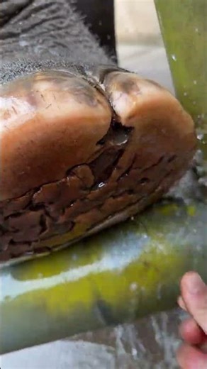 elephants using trunk close up #elephants