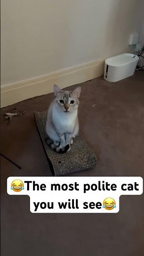 The most polite cat you will ever see