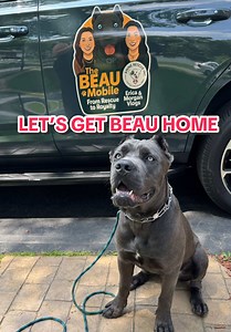 Adopting Beau: The Heartwarming Rescue Story of a Cane Corso
