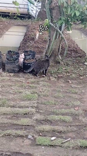 keseruan kucing mujaer dan kucing bule main bersama keluarga #shorts #cats #kucing #trending