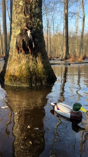We have had a pretty good season here in Virginia shooting black ducks and mallards over hand carved decoys. How has your season been where you are? #duckdecoys #decoycarving #waterfowl #woodworking #duckhunting