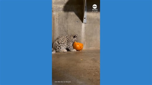 Snow leopard cub treated to first pumpkin at Michigan zoo