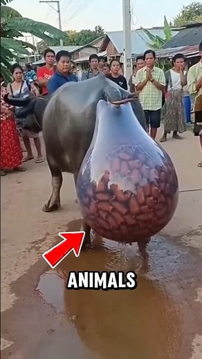 3 animals with the weirdest ways of giving birth