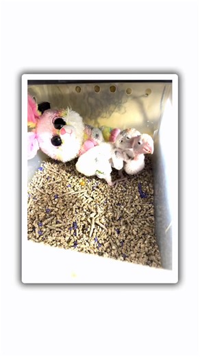 #capeparrots #talkingparrot #birdlife #birdbreeder #fypシ