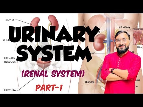 Urinary (Renal) system | Functions | Kidney | Blood Supply of Kidney | Anatomy & Physiology
