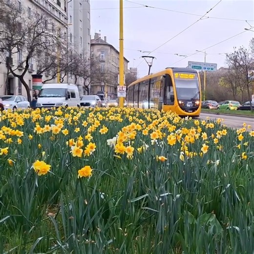 CAF (2242) Krisztina Körút, Déli Pályaudvar #caf #villamos #bkv #bkk #budapest