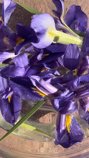 4.3K views · 319 reactions | Iris- Iris germánica- también se conoce...