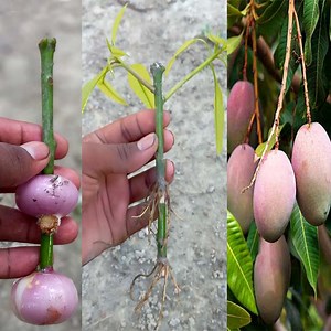 193K views · 5.7K reactions | Amazing Natural propagate mango tree from cuttings Using onion natural rooting 100 %success | Rana Craft | Facebook