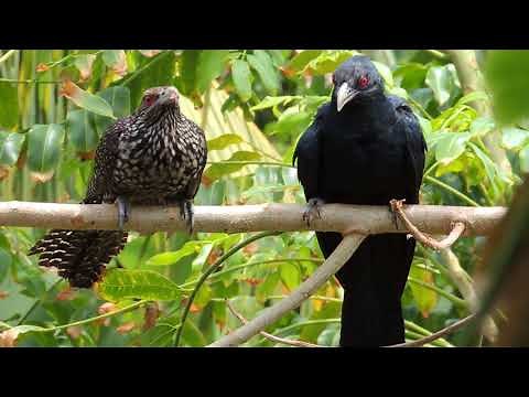 Asian Koel | Cuckoo bird | Koyal Bird (कोयल) | කොහා - Male & Female (母鳥與公鳥)