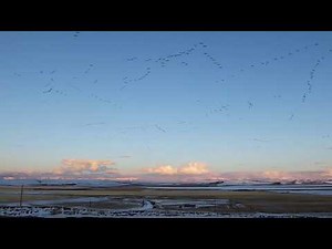 Snow Geese on Freezeout Lake, Montana
