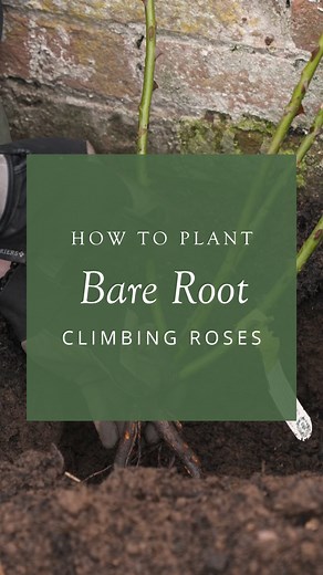 David Austin Roses on Instagram: "Climbing roses are an amazing option to transform a wall or fence with a vertical display of blooms throughout summer.  In this video, one of our rose experts explains how to plant a bare root climbing rose step by step, with helpful tips that will ensure your rose thrives. After spending the winter months growing a strong root system, you’ll be amazed at the transformation of a bare root rose in spring! #davidaustinroses #climbingroses #barerootroses"