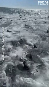 36K views · 632 reactions | SHARK FEEDING FRENZY! 麗 Fishermen spot sharks in huge feeding frenzy off Louisiana coast https://bit.ly/3Za9s6d | FOX 35 Orlando | Facebook