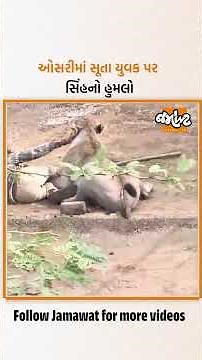 અમરેલીના સાવરકુંડલાના ઠવી ગામમાં સિંહનો હુમલો, ઓસરીમાં સૂતા પશુપાલકને પગે 25 ટાંકા