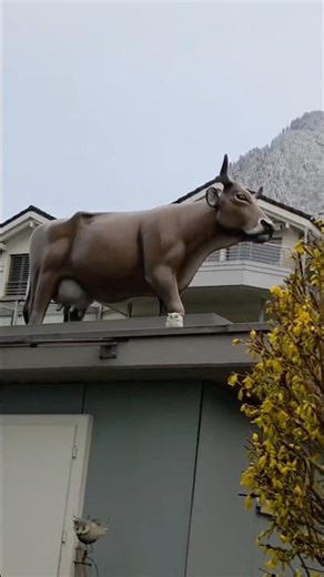 COW ON THE ROOF? 😱 #switzerland #swisscows 🇨🇭#cow