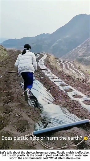 Warming the Soil: Laying Black Plastic Mulch 🌿