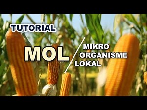 TUTORIAL MOL mikroorganisme lokal untuk tanaman jagung agar bisa tumbuh kembang dengan maksimal