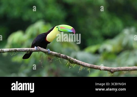 Ramphastos sulfuratus, The keel-billed toucan, known as sulfur-breasted toucan, keel toucan, or rainbow-billed toucan in the nature habitat. Birdwatching in Costa Rica. Wildlife scene from nature Stock Video Footage - Alamy