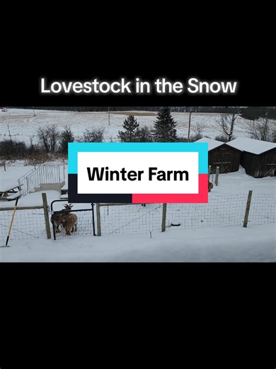 The lovestock isn't enjoying the snow. We've probably had 2' so far this year with some melting off in between. #dorothy #goats #winter #fyp