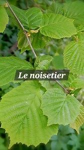 Le noisetier ( Corylus avellana ) as de nombreux atouts à nous présenter. La noisette est excellente mais ont peux utiliser la feuille en tisane pour ses bienfaits sur le système circulatoire et l'écorce pour ses effets febrifuge. #naturevideo #naturevideos #naturelover #apprendresurtiktok #videodrole #pourtoi | Hocine Samir