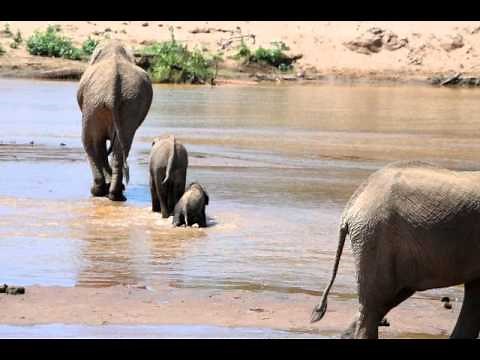 Baby Elephant Playing and Splashing in Water
