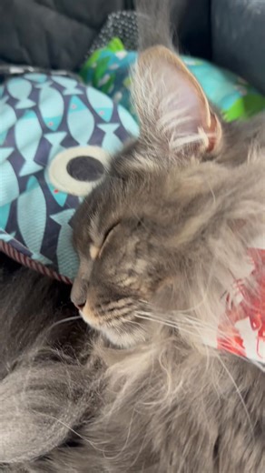 Slept all the way back to Cape Cod. #cat #mainecoon #catnap | Fisher The Maine Coon