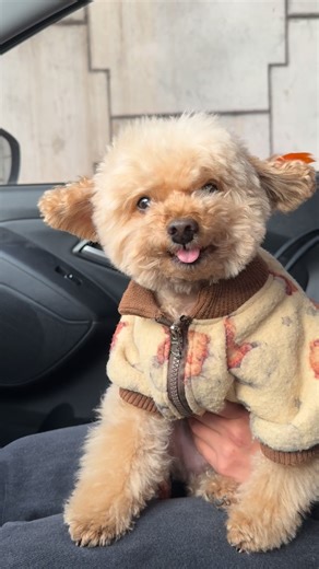 ‎کوکونات پودلزادگان‎ on Instagram‎: "مهندس کدورتی که میشه دندوناشو نشون میده 😂 آخر ویدیو گفتم بیصدا دندوناتو نشون بده کامل حرفمو متوجه شد 🥰🥰❤️ #سگ #سگ_کوچک #حیوان #پودل"‎