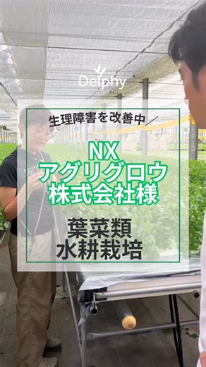 デルフィージャパン on Instagram: "【生理障害を改善中！葉菜類水耕栽培 NXアグリグロウ株式会社様】 NXアグリグロウ株式会社 諸井奈美様は今年の冬から、生理障害の発生率を下げるという課題がきっかけでコンサルティングを始めました。 特に、生理障害が多発する夏は歩留まりが低く、生産性を改善できるように統合的に環境を変化させています。 課題と原因を明確にすることで適切な解決方法で栽培環境を改善できます。これは、施設栽培だけではなく、人工光型植物工場などでも共通事項です。 現場では、さまざまな原因が重なって、生理障害、病害虫被害、季節による収量の増減などの課題が発生します。さらに、これらが起因要因として、無駄な工数の発生、出荷後の品質低下、歩留まりの低下など経営に影響する問題へ発展します。 つまり、栽培現場での生産性が経営に大きく影響を及ぼしているということです。 これらは、植物視点で見てみると改善できる可能性が高く、植物生理と環境制御が関連しています。 葉菜類の水耕栽培で生理障害にお困りの方！デルフィージャパンと一緒に解決しませんか？ 今年も各種セミナーを実施しております。 