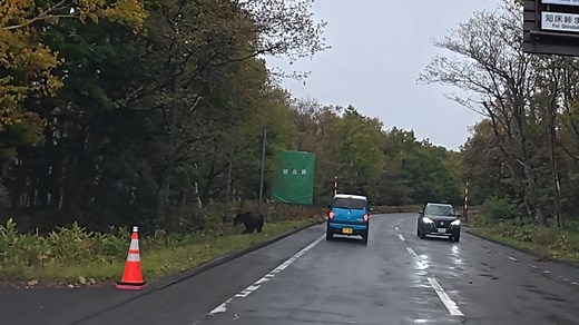 Brown bear sighting on roadside in Shiretoko Peninsula, Hokkaido, Japan