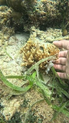 Catching codium edule and spiny seaweed #seaadventure #spinyseaweed #codiumedule