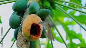 Yellow-vented Bulbul (Pycnonotus goiavier)