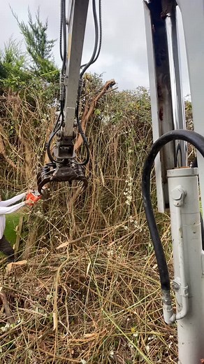 Contracting with the digger for Arbmark tree care removing this horrible laylandii and bramble hedge row. #northdevon #barnstaple #takeuchi #timber #clearing #brambles | Chop And Chip Devon Tree Services