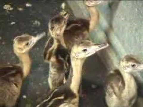 Raising Rheas-From Eggs to Adults Video