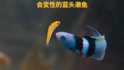 蓝头濑鱼:海底的性别魔法师