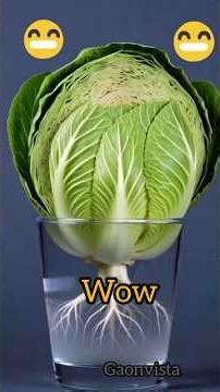 Cabbage Regrows in Water 😲🌱