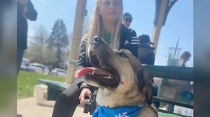 Meet H U N T E R He is such a good boy waiting for his forever family to come and find him. He loves walking and meeting new friends along the way, enjoys the company of other animals and just wants to find a home of his own. If you are interested in meeting this handsome guy, please submit your application and give us a call to schedule a meet and greet as this guy is chillin’ in his foster home until then 🐾 | Henry County Humane Society - Geneseo, IL