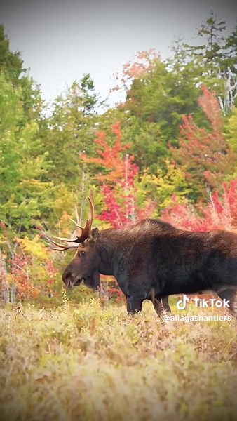 Discover Moose Wildlife in Maine's Woods