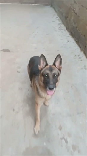 how to train a German shepherd #shortsfeed #germanshepherd #25pawz #youtubeshorts