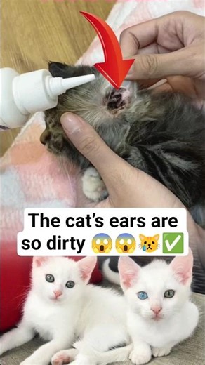 The cat’s ears are so dirty #CatCare #CatEarCleaning #PetCare #HealthyCat #CatHealth #PetHygiene