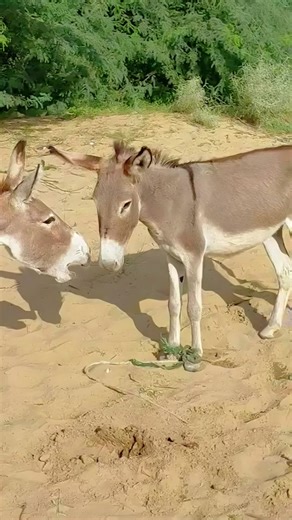 Donkey Breeding: Male Donkey Agrees but Female Donkey Disagrees