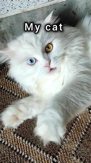 other cat vs my cat #catshorts #shortvideo #cat