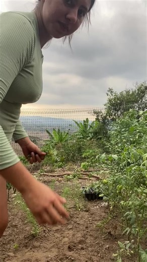 Miren así son las cemillas de cilantro, , por cierto también me da vergüenza grabar todavía🥹 #campo #vivamanbi💚 #huerto #fyp #cilantro