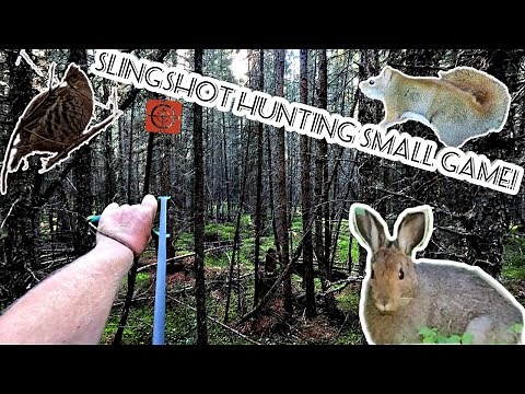 Slingshot Hunting Small Game!