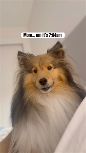 Early morning wake up call #dogshorts #dogsofyoutube #puppy